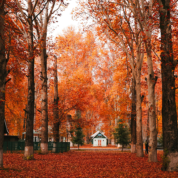 Srinagar – The Heart of Kashmir